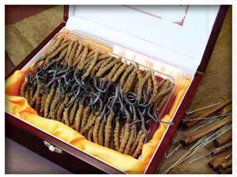 富民冬虫夏草回收